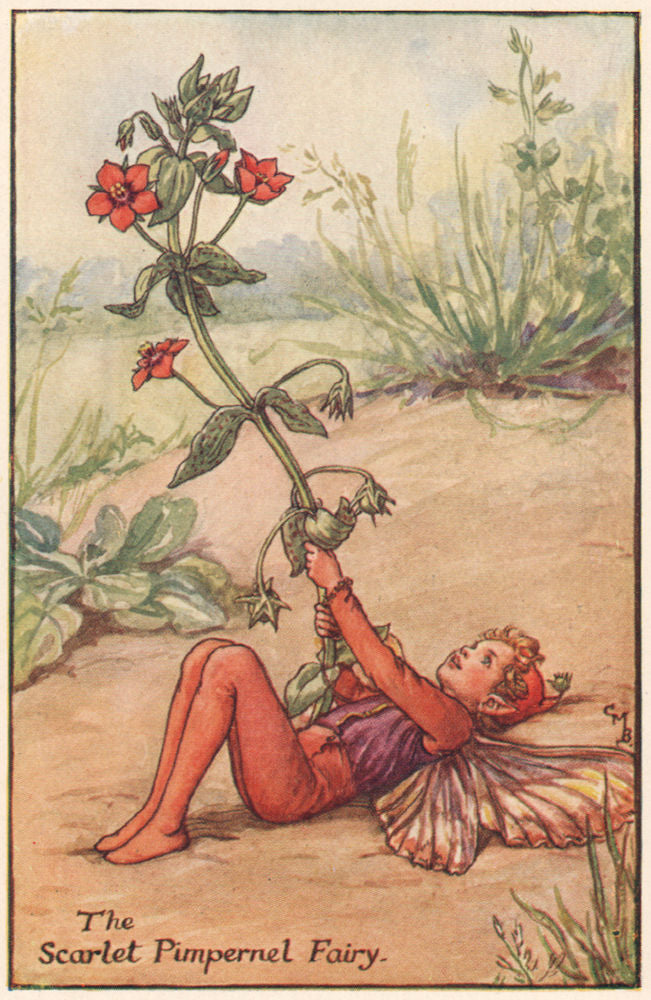 Scarlet Pimpernel Fairy by Cicely Mary Barker. Summer Flower Fairies c1935